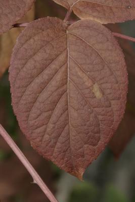 Aralia spinosa (Devil's Walking Stick), leaf, fall