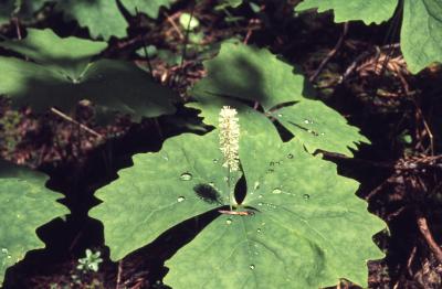 Achlys triphylla (vanilla leaf), leaves
