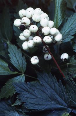 Actaea rubra f. neglecta (Gillman) Robins (white-fruited red baneberry), fruit