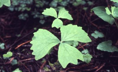 Achlys triphylla (vanilla leaf), leaves