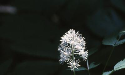 Actaea pachypoda Elliott (white baneberry), inflorescence