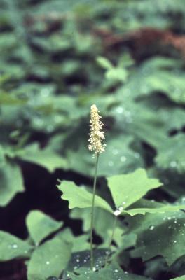 Achlys triphylla (vanilla leaf), habit, seedhead