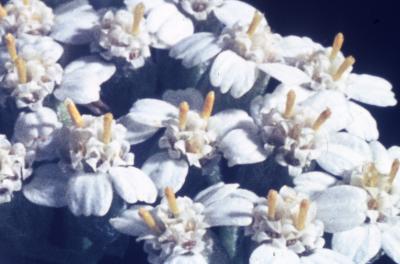 Achillea millefolium (yarrow), close-up of flowers