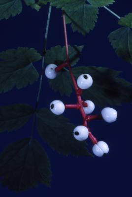 Actaea pachypoda Elliott (white baneberry), fruit