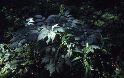 Actaea pachypoda Elliott (white baneberry), habit
