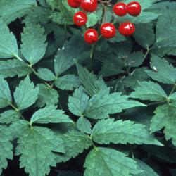 Actaea rubra (Aiton) Willd. (red baneberry), fruit and leaves