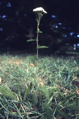 Achillea millefolium (yarrow), single stalk
