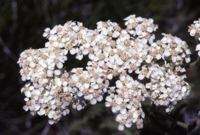 Achillea millefolium lanulosa 'Mountain yarrow', flowers

