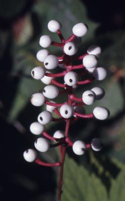 Actaea pachypoda Elliott (white baneberry), fruit
