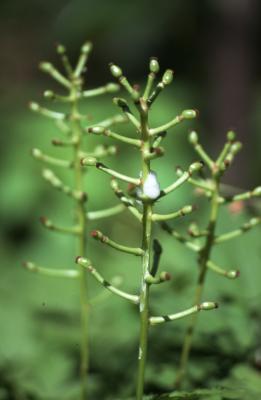 Actaea pachypoda Elliott (white baneberry), stalks