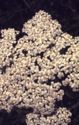 Achillea millefolium (yarrow), close-up of umbel  inflorescence cluster