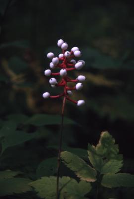 Actaea pachypoda Elliott (white baneberry), fruit
