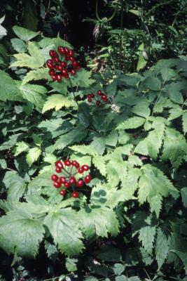 Actaea rubra (Aiton) Willd. (red baneberry), habitat