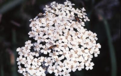 Achillea sp. (yarrow), flowers

