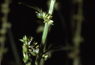 Amaranthus tuberculatus (Moq.) Sauer (roughfruit amaranth), seeds