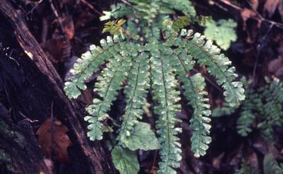 Adiantum pedatum L. (maidenhair fern), fronds