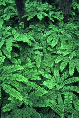 Adiantum pedatum L. (maidenhair fern), habitat