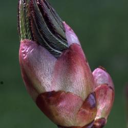 Aesculus glabra Willd. (Ohio buckeye), bud, terminal