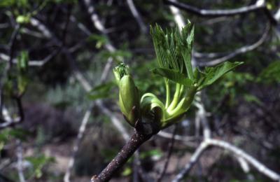 Aesculus californica (Spach) Nutt. (California buckeye), leaves