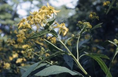 Verbesina alternifolia (L.) Britt. ex Kearney (wingstem), stalk and flowers