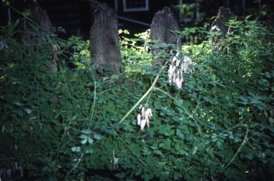 Adlumia fungosa (Ait.) Greene ex B.S.P. (Allegheny vine), habitat