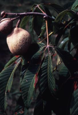Aesculus discolor Pursh (red buckeye), fruit and leaves