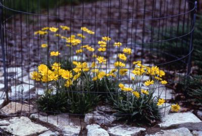 Tetraneuris herbacea Greene (lakeside daisy), habit