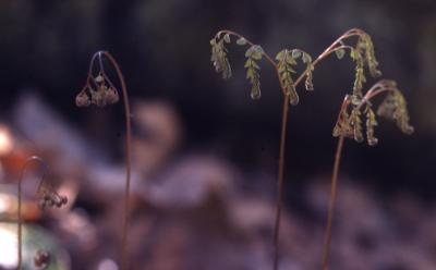 Adiantum pedatum L. (maidenhair fern) and Asplenium trichomanes L. (maidenhair spleenwort), leaves