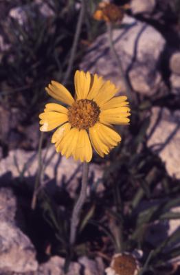 Tetraneuris herbacea Greene (lakeside daisy), flower