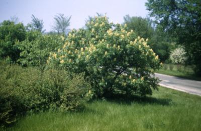 Aesculus glabra Willd. var. arguta (Buckley) B.L. Rob. (Ohio buckeye), habit