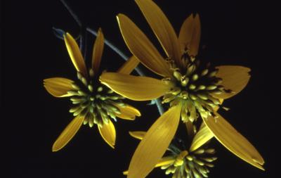 Verbesina alternifolia (L.) Britt. ex Kearney (wingstem), close-up of flowers