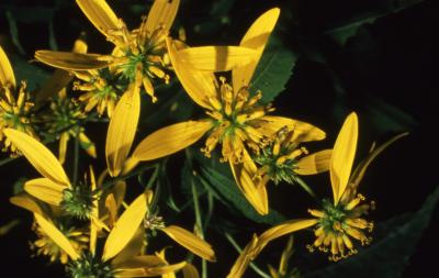 Verbesina alternifolia (L.) Britt. ex Kearney (wingstem), close-up of flowers