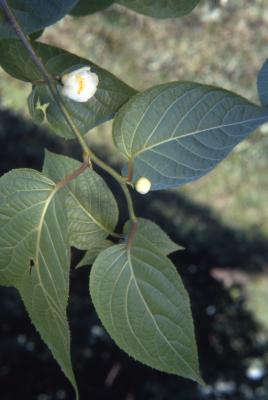 Actinidia polygama (Sieb. & Zucc.) Maxim. (hardy kiwi), leaves, upper surface