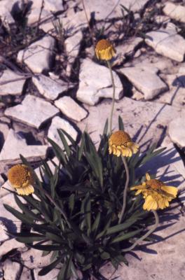 Tetraneuris herbacea Greene (lakeside daisy), habit