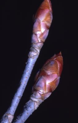 Aesculus glabra Willd. (Ohio buckeye), buds

