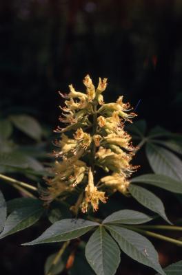 Aesculus glabra Willd. (Ohio buckeye), inflorescence 