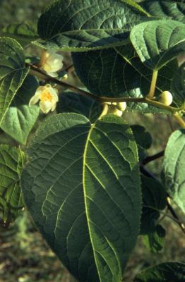Actinidia polygama (Sieb. & Zucc.) Maxim.(hardy kiwi), leaves, upper surface and flower 
