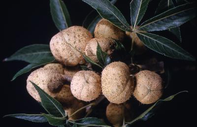 Aesculus glabra Willd. var. arguta (Buckley) B.L. Rob. (Ohio buckeye), seed pods