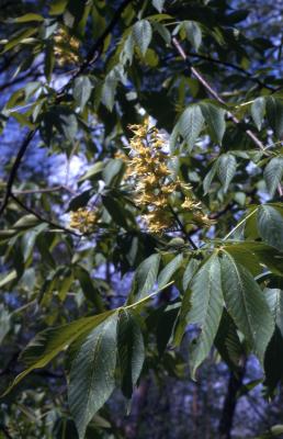 Aesculus glabra Willd. (Ohio buckeye), leaves and inflorescence 