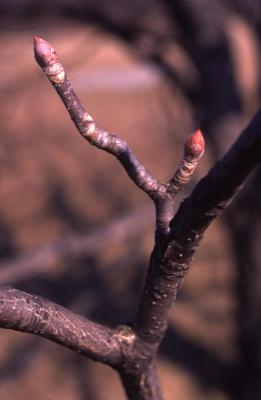 Aesculus glabra Willd. (Ohio buckeye), twigs and buds