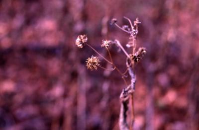 Verbesina alternifolia (L.) Britt. ex Kearney (wingstem), stalk with stems