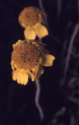Tetraneuris herbacea Greene (lakeside daisy), flowers