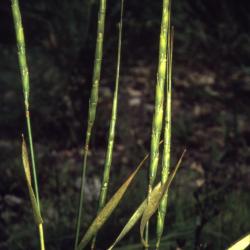 Aegilops cylindrica Host. (jointed goat weed), stems