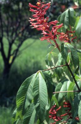 Aesculus discolor Pursh (red buckeye), inflorescence 