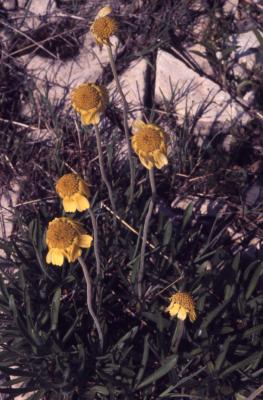 Tetraneuris herbacea Greene (lakeside daisy), habit, flowers