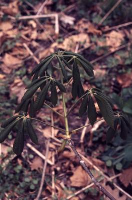 Aesculus glabra Willd. (Ohio buckeye), leaves