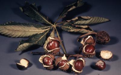 Aesculus hippocastanum L. (horse-chestnut), seeds, leaves, and twig