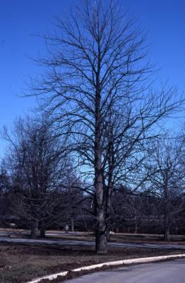 Aesculus hippocastanum L. (horse-chestnut), habit in winter