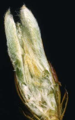 Aesculus hippocastanum L. (horse-chestnut), close-up of bud