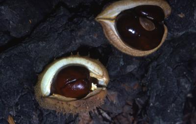 Aesculus hippocastanum L. (horse-chestnut), close-up of seed pods
